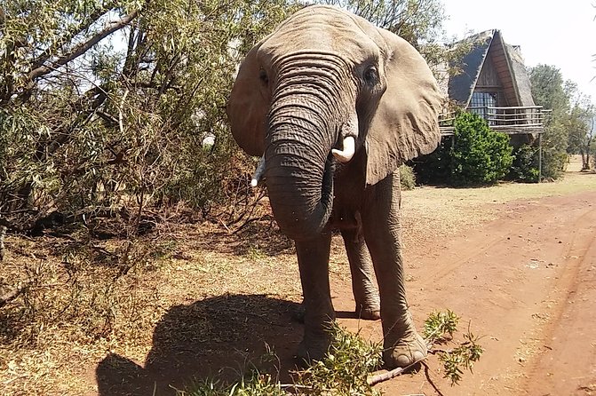 Elephant Walk Guided Half Day Tour from Johannesburg - Elephant etiquette and safety: no riding, no tricks, and real rules