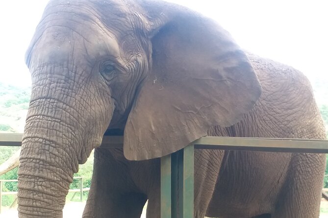 Enlightening Elephants And Monkeys Sanctuary Guided Day Tour - The elephant sanctuary visit: learning behavior, family, and anatomy
