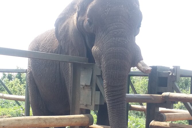 Enlightening Elephants And Monkeys Sanctuary Guided Day Tour - Bush Babies monkey sanctuary: free-living primates in a natural setting