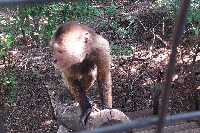 Enlightening Elephants And Monkeys Sanctuary Guided Day Tour - How the guide experience changes what you notice