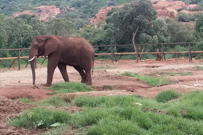 Enlightening Elephants And Monkeys Sanctuary Guided Day Tour - Timing and pacing: what the 8 hours really feel like
