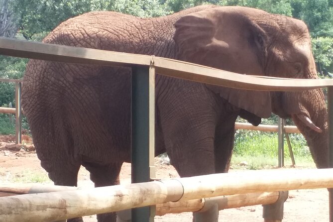 Enlightening Elephants And Monkeys Sanctuary Guided Day Tour - Price and value: is $228.37 per person worth it?