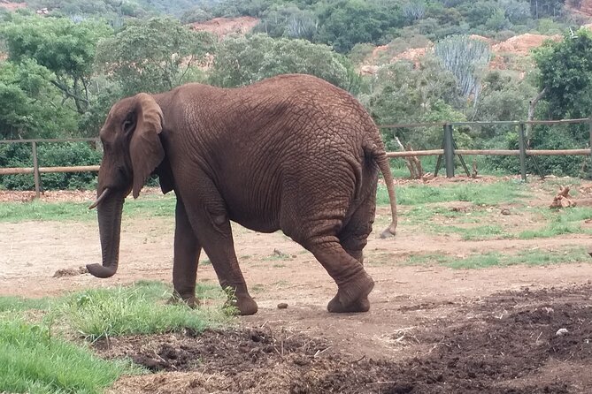 Enlightening Elephants And Monkeys Sanctuary Guided Day Tour - Pickup, vehicle comfort, and the kind of punctual that matters
