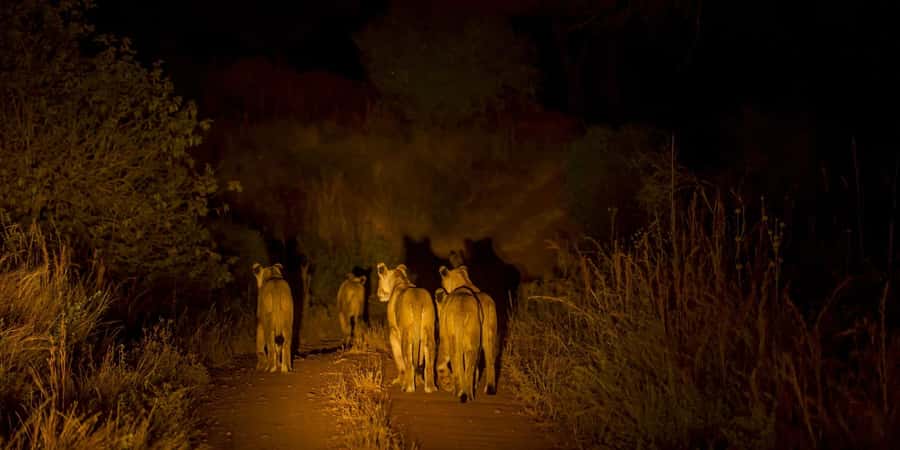 Evening Pilanesberg Safari Tour from Sun City - What you might spot after dark in Pilanesberg