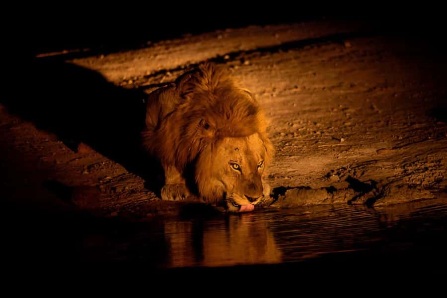 Evening Pilanesberg Safari Tour from Sun City - How the guide experience makes or breaks the drive