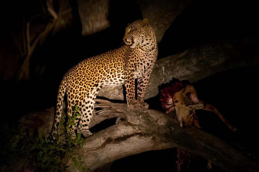 Evening Pilanesberg Safari Tour from Sun City - Itinerary flow: pickup, drive, sunset finish, and the return transfer