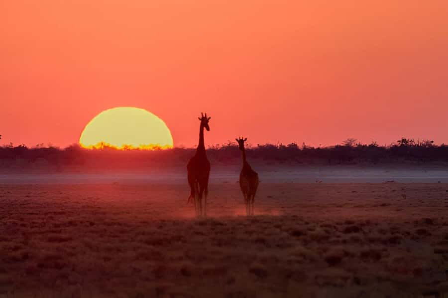 Evening Pilanesberg Safari Tour from Sun City - Price and logistics: where the $59 fits, and what you add at the gate