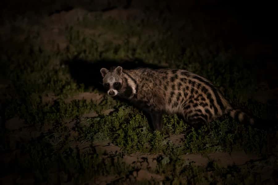Evening Pilanesberg Safari Tour from Sun City - Small group limits and English guiding, the practical side