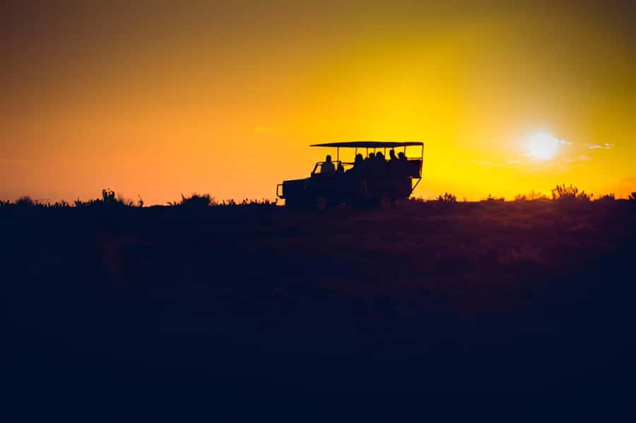 Evening Pilanesberg Safari Tour from Sun City - Best fit for this evening safari, and what to bring