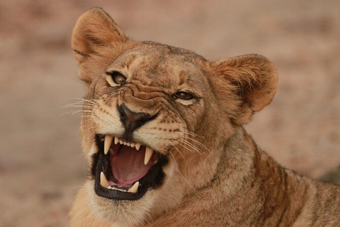 Exclusive Morning Game Drive Safari near Hoedspruit - Key highlights you should know