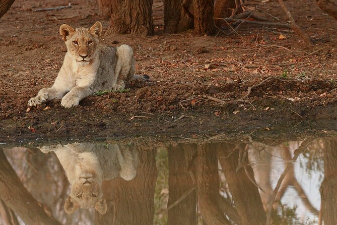 Exclusive Morning Game Drive Safari near Hoedspruit - Coffee, rusks, snacks, and the “break” moments that make it feel easy