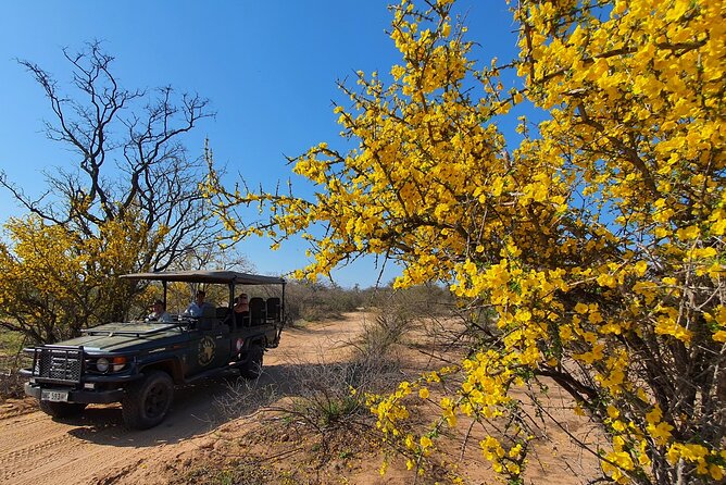 Exclusive Morning Game Drive Safari near Hoedspruit - Open-air vehicle comfort and safe, close viewing