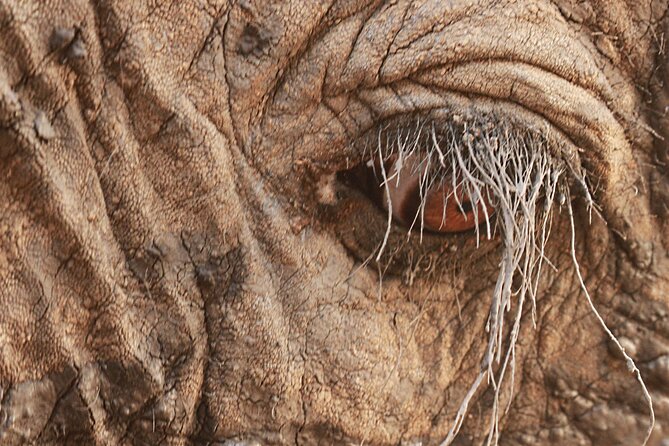 Exclusive Morning Game Drive Safari near Hoedspruit - Price and value: why $112.20 can make sense here