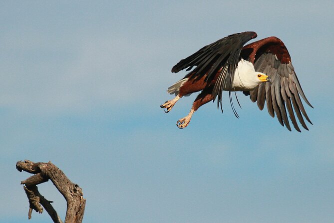 Exclusive Morning Game Drive Safari near Hoedspruit - Who should book this safari, and who might want a different style