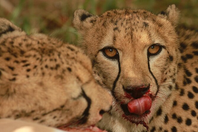 Exclusive Morning Game Drive Safari near Hoedspruit - Big Five focus, plus the wildlife that often steals the show