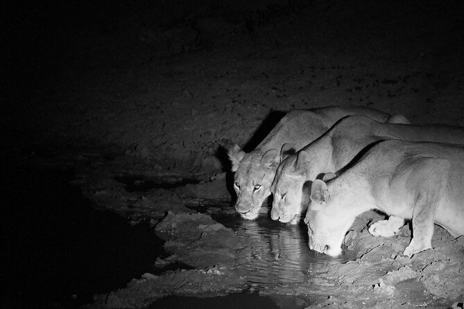 Exclusive Night Drive Safari near Hoedspruit - Quick reasons this night safari is so highly rated