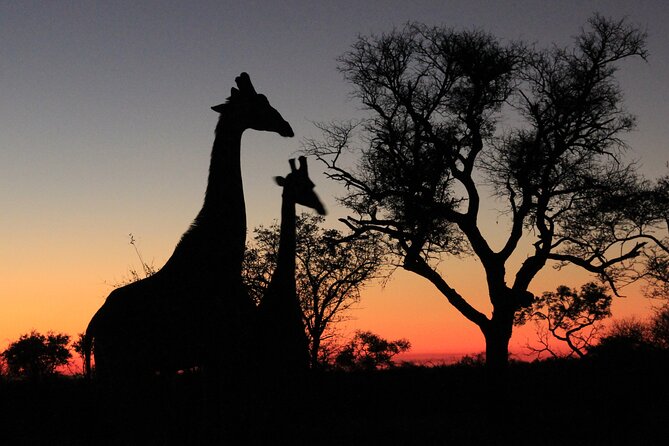 Exclusive Night Drive Safari near Hoedspruit - The 8:30 pm timing, and what night changes