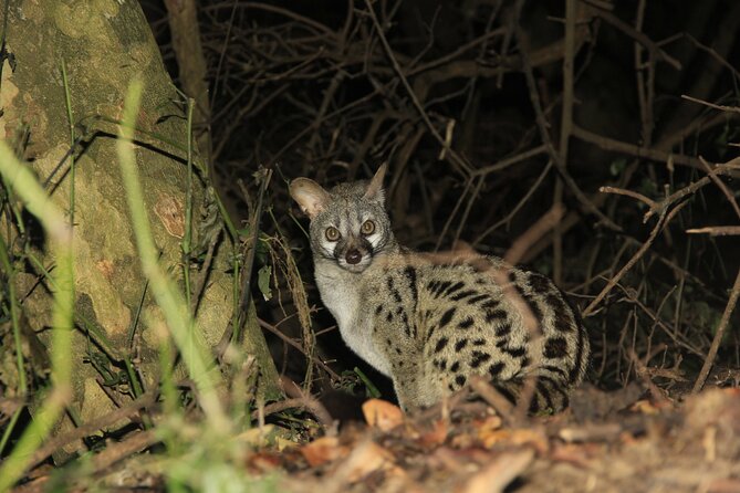 Exclusive Night Drive Safari near Hoedspruit - The guide factor: why the night drive feels personal