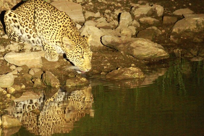Exclusive Night Drive Safari near Hoedspruit - Big Five at night: what to expect, and how to think about it