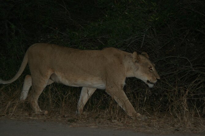 Exclusive Night Drive Safari near Hoedspruit - What you get for $111.05, and what costs extra