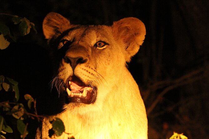 Exclusive Night Drive Safari near Hoedspruit - Who should book this night drive?