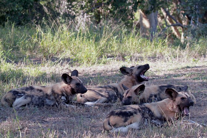 Exclusive Sunset Game Drive Safari near Hoedspruit - Getting Rolling at All or Nothing Adventures (and What to Expect)