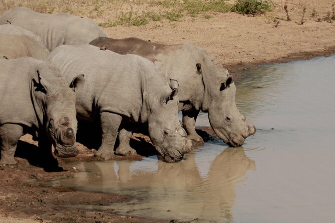 Exclusive Sunset Game Drive Safari near Hoedspruit - The Game Drive Flow: How the Search Unfolds