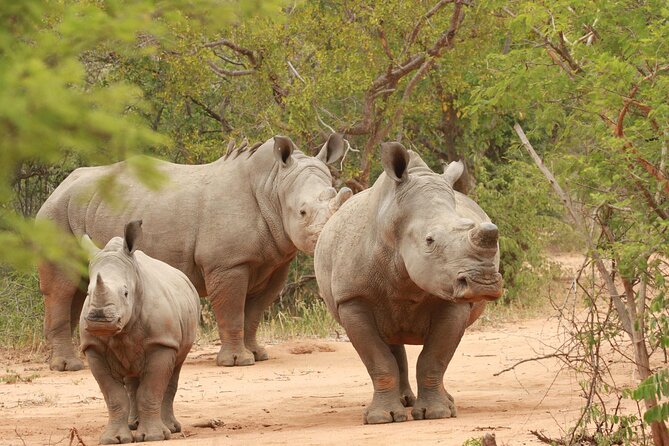 Exclusive Sunset Game Drive Safari near Hoedspruit - Sundowner Time: Snacks, Drinks, and Scenic Viewpoints