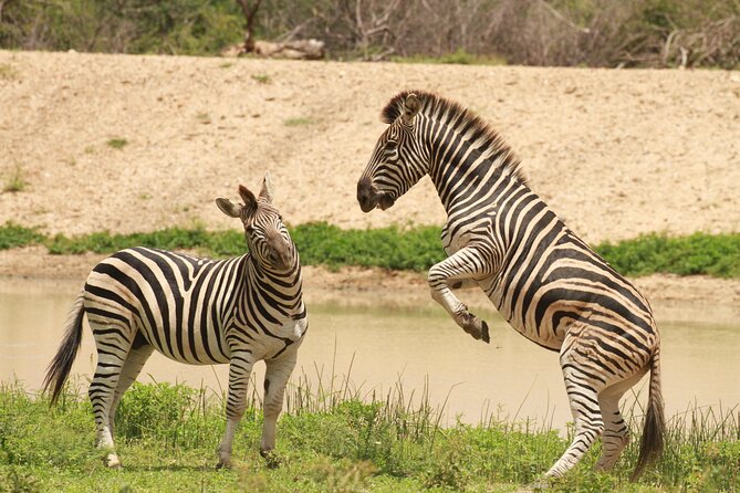 Exclusive Sunset Game Drive Safari near Hoedspruit - Wildlife Expectations: What You Might See and How to Watch Smarter