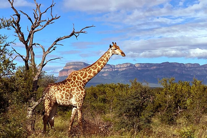 Exclusive Sunset Game Drive Safari near Hoedspruit - Vehicle Comfort and the Feeling of Safety