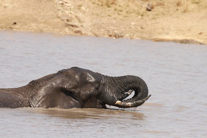 Exclusive Sunset Game Drive Safari near Hoedspruit - Price and Value: What $112.20 Buys You