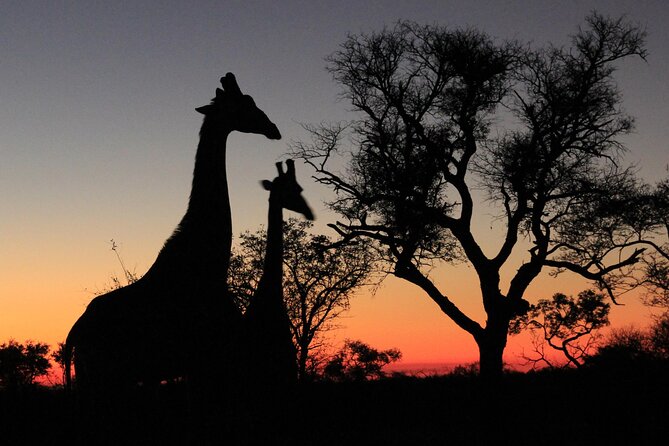 Exclusive Sunset Game Drive Safari near Hoedspruit - The Private 5,500-Hectare Reserve Advantage