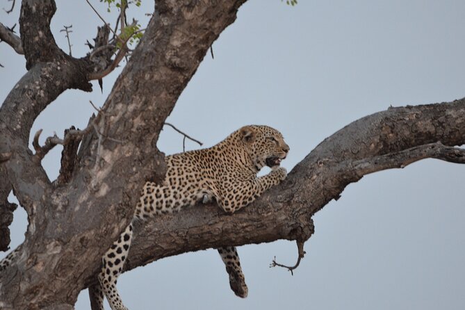 Exhilarating 7 Day Kruger Safari Adventure - South to North - Key highlights I’d circle on your planning map