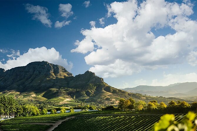 Experience 16 Wine Tasting & 6 Cheese Pairing across 3 Vineyards - A half-day wine loop built for variety, not just sips