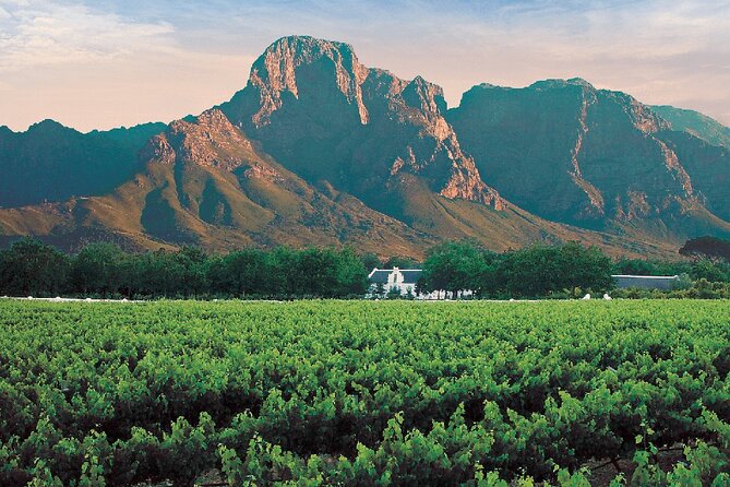 Experience 16 Wine Tasting & 6 Cheese Pairing across 3 Vineyards - Stop 3: Vredenheim Wine Farm, Helderberg views, animals, and optional Big Cat Park