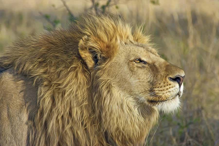 Experience an Amazing Big5 Safari near Cape Town! - Road Trip From Cape Town to Aquila Private Nature Reserve
