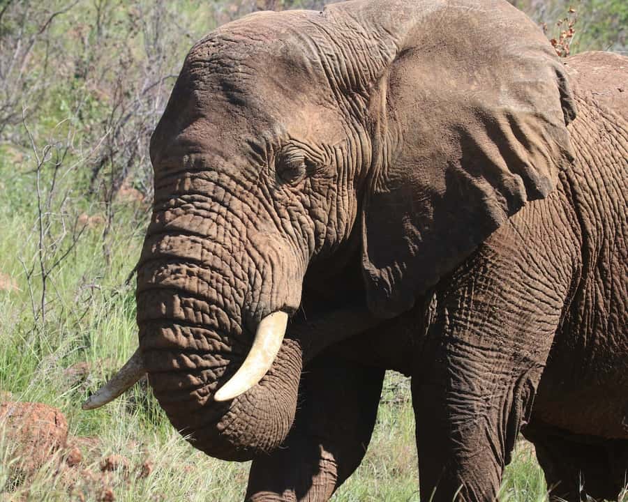 Experience an Amazing Big5 Safari near Cape Town! - Comfort, Timing, and What a Full 9-Hour Day Really Means