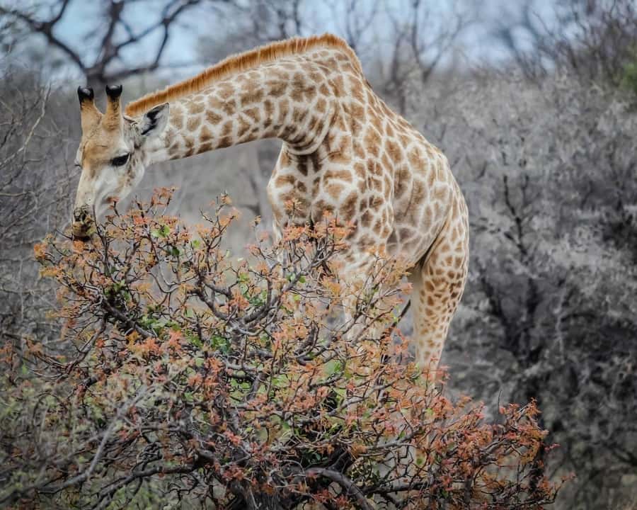 Experience an Amazing Big5 Safari near Cape Town! - Who This Safari Is Best For