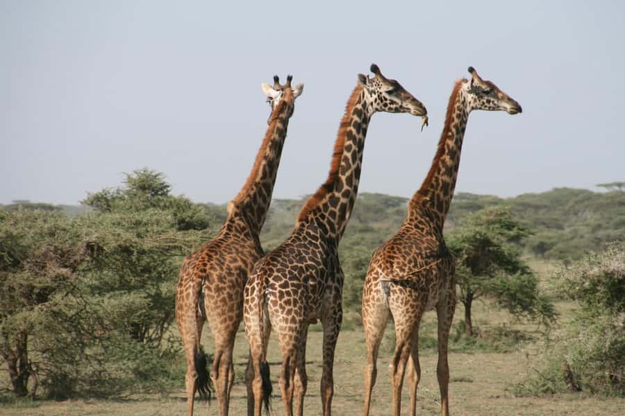 Experience an Amazing Big5 Safari near Cape Town! - Welcome Drink and Buffet Lunch in a Game-Reserve Setting