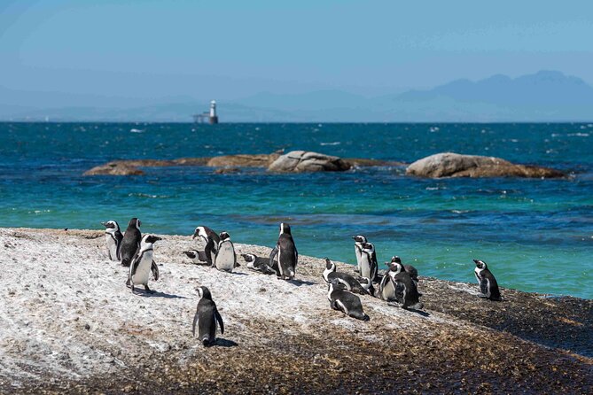 Explore Cape of Good Hope and Boulders Beach Private Tour - Hout Bay and Seal Island: optional marine life without a hard sell