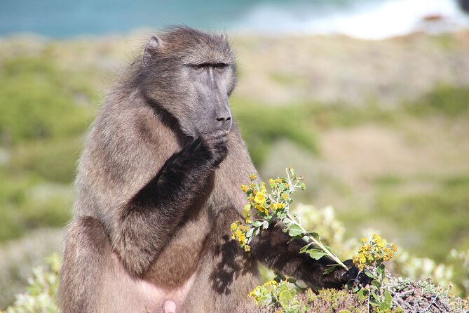 Explore Cape of Good Hope and Boulders Beach: Private Tour - Private pickup, expert guidance, and why it saves time