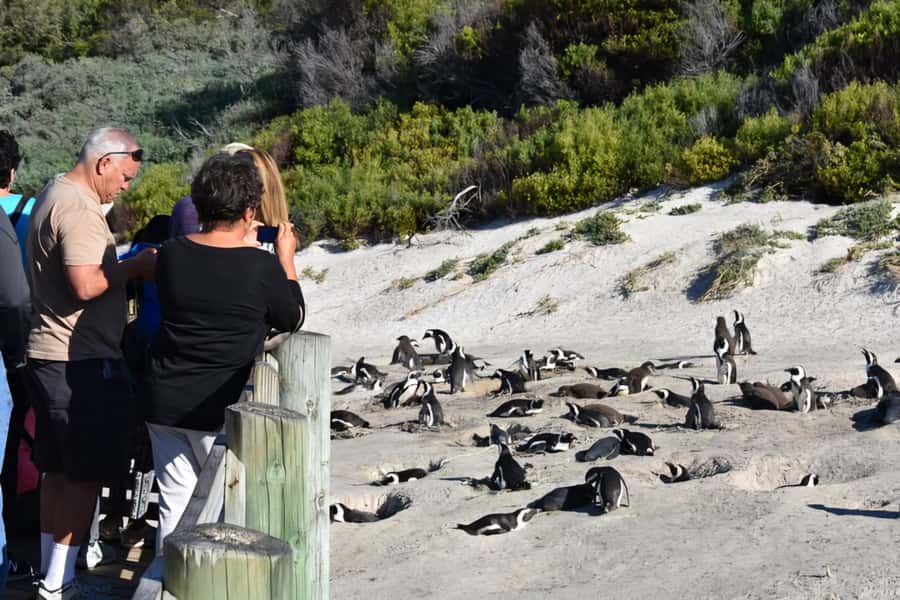 Explore: Cape of Good Hope and Penguins Full-Day Tour - Cape Point National Park: funicular or the climb to the lighthouse