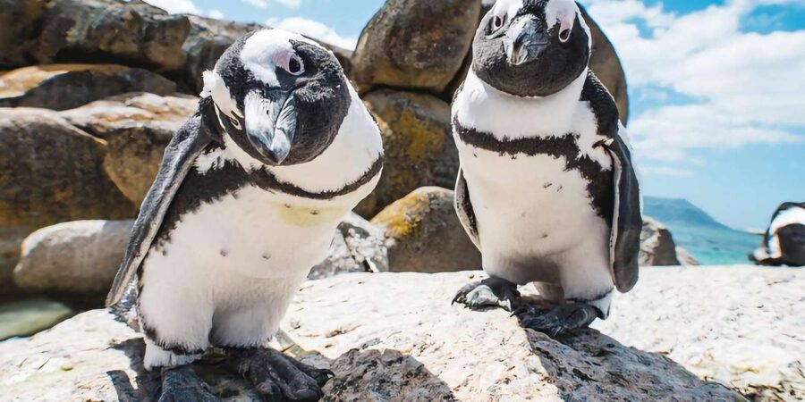 Explore: Cape of Good Hope and Penguins Full-Day Tour - Boulders Penguin Colony: seeing penguins on their turf
