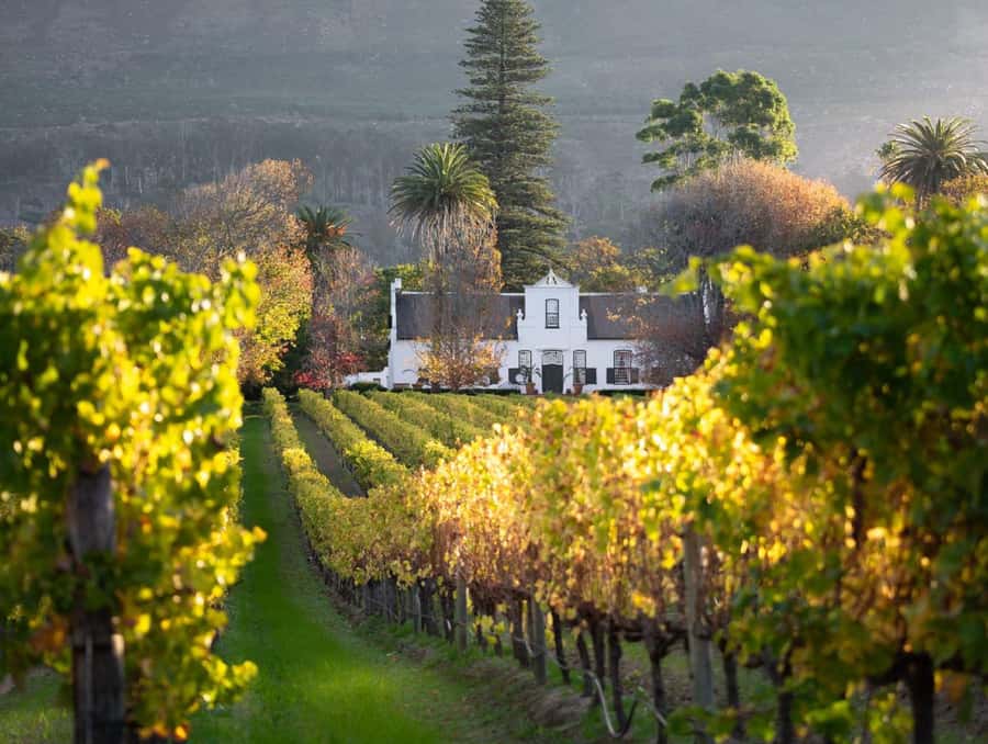 Explore Table Mountain, Kirstenbosch, & Constantia wineries. - Lunch, Shopping, and How to Pace a Full 8 Hours