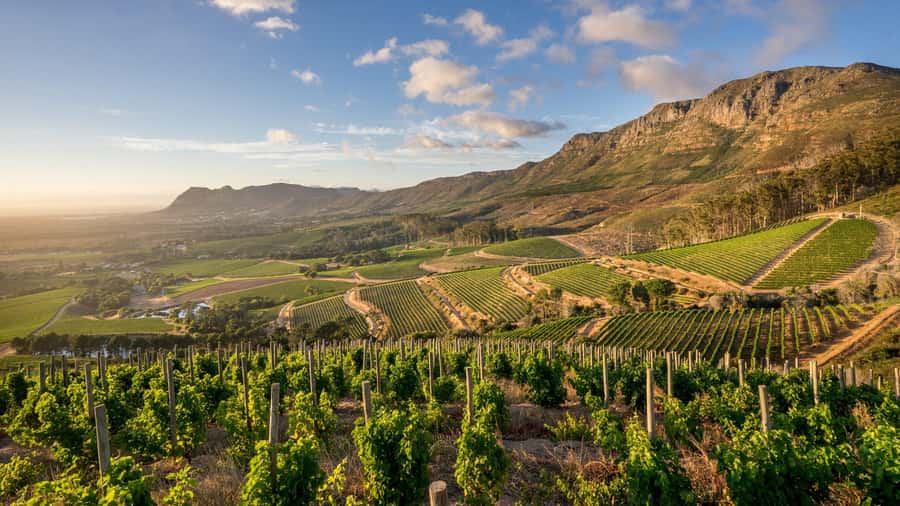 Explore Table Mountain, Kirstenbosch, & Constantia wineries. - Price and Value: Is $155 a Good Deal for What You Get?