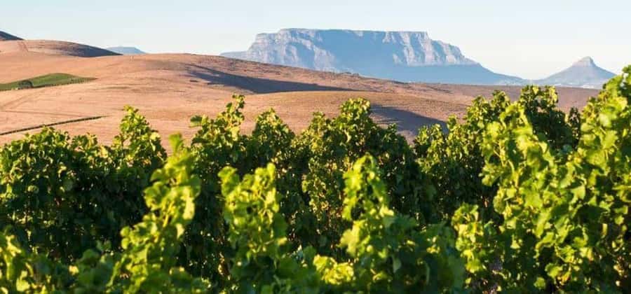 Explore Table Mountain, Kirstenbosch, & Constantia wineries. - Table Mountain Cable Car: The View Game Plan