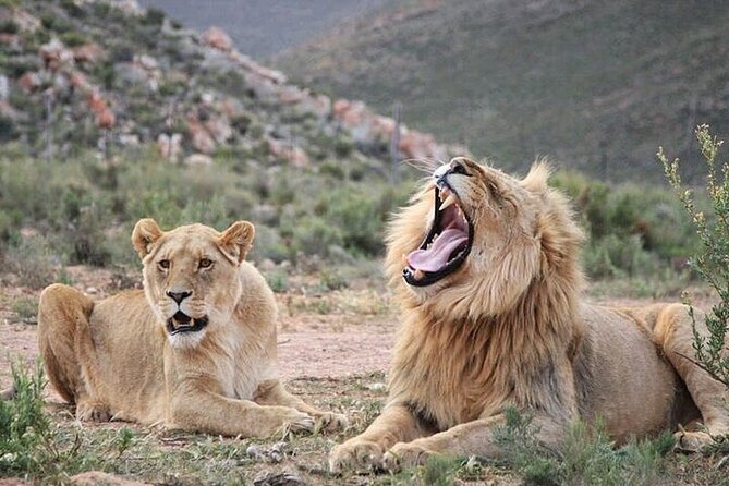 Explore the best Big 5 Aquila Safari Tour and Wine Tasting - Key highlights you should care about
