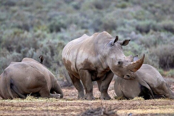 Explore the best Big 5 Aquila Safari Tour and Wine Tasting - Fairview Wine and Cheese: a one-hour tasting stop done right