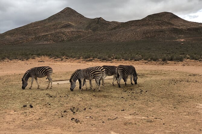 Explore the best Big 5 Aquila Safari Tour and Wine Tasting - Price and value: what $248.19 buys you in real terms