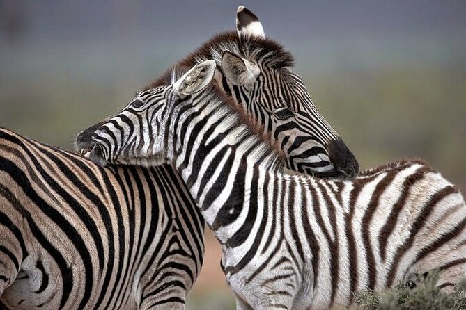 Explore the best Big 5 Aquila Safari Tour and Wine Tasting - Cape Town pickup: the part that sets your whole day